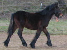 Copper moving as a yearling